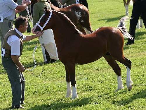 Profile - Pennal Master Harri : Rainhill Welsh Cobs