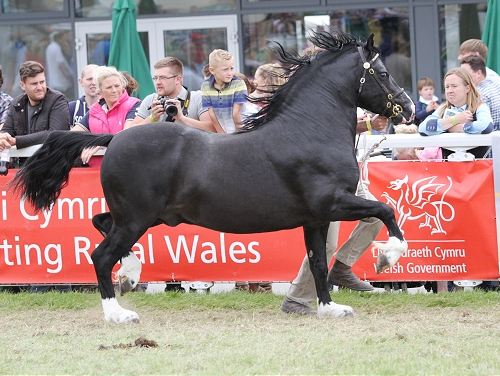 Profile - Moorcroft Master Tom : Rainhill Welsh Cobs